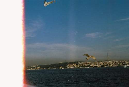 What Are the Hydration Benefits of Gummy Professional Beard Oil?