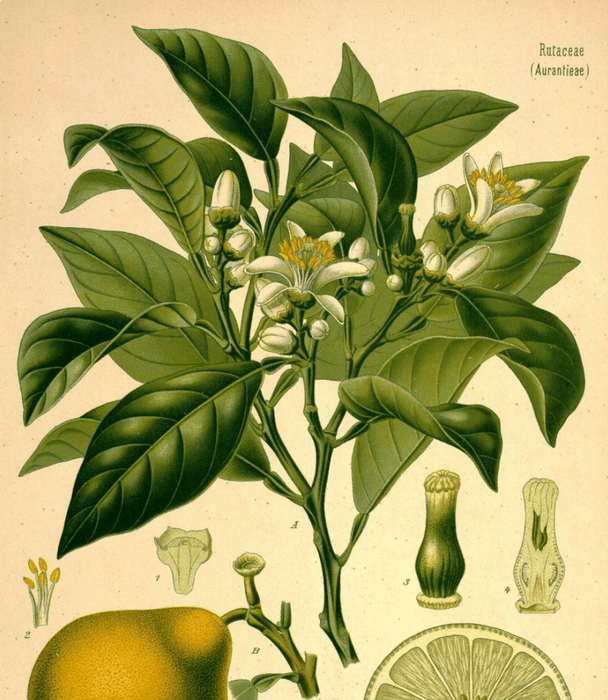 Essential Oil - Bergamot (Organic)
