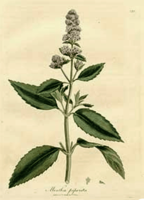Essential Oil - Peppermint (Organic)