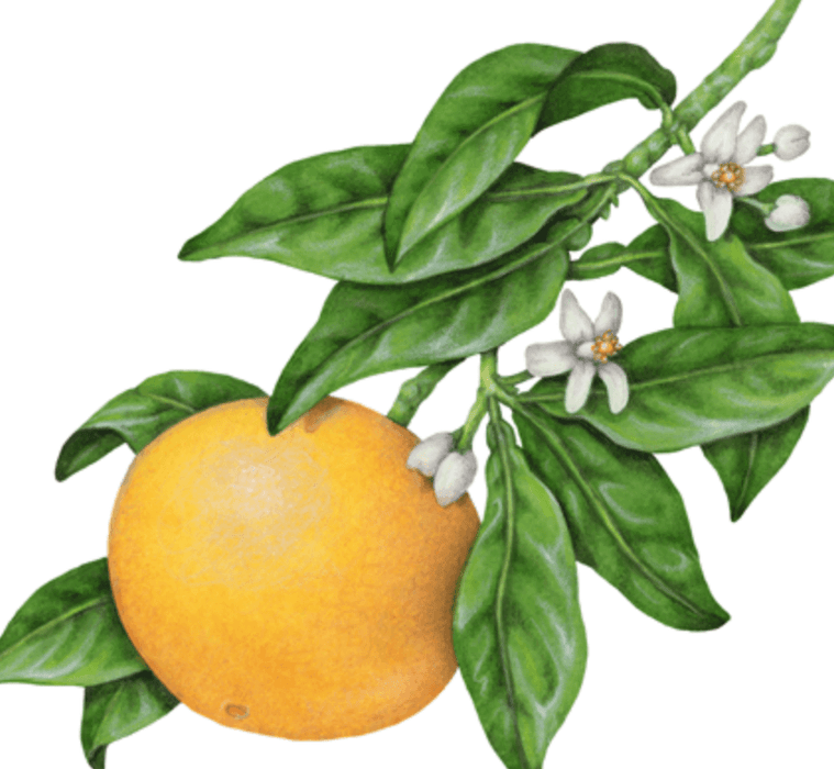 Essential Oil - Tangerine
