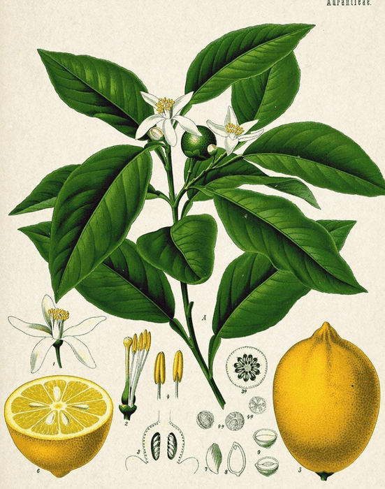 Essential Oil Blend Evening (Neroli Lemon)